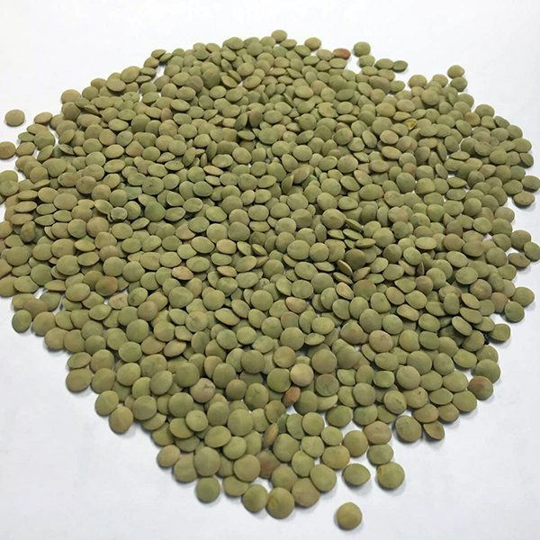 Medium size grade 1 green lentils