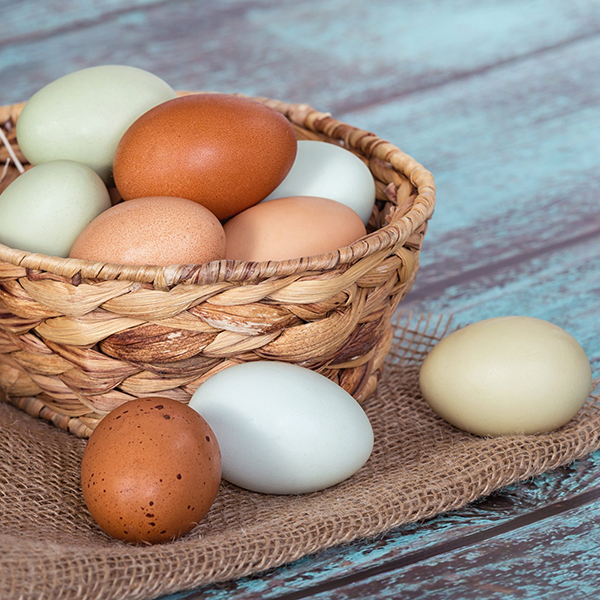 Different type of eggs