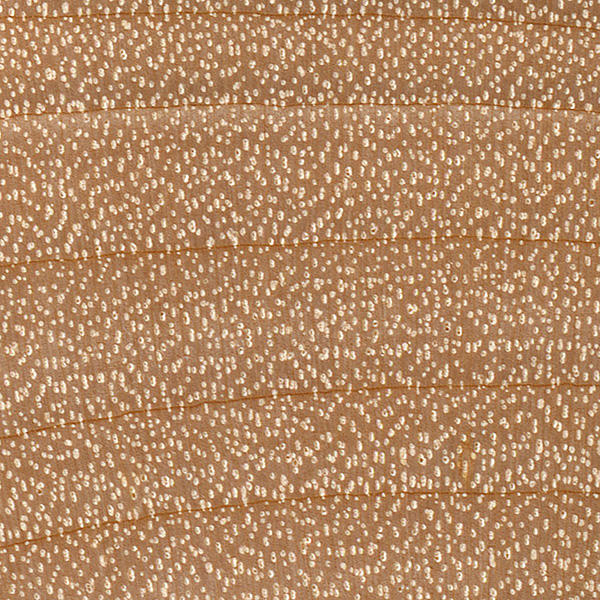 10x zoom of patterns of birch betula wood