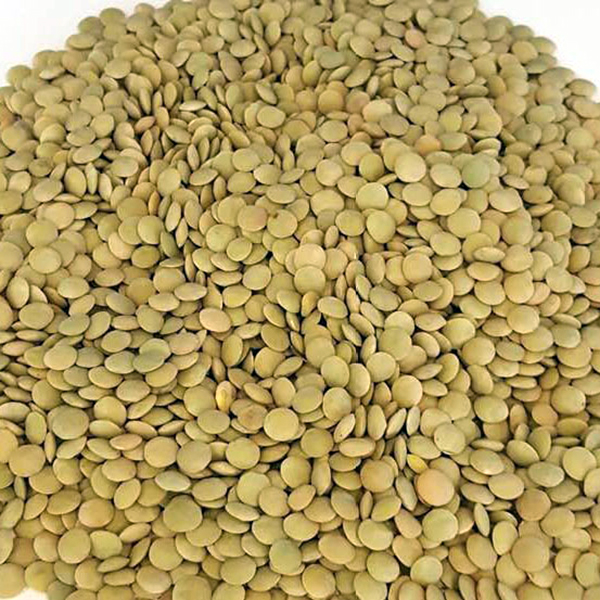 Large size grade 1 green lentils
