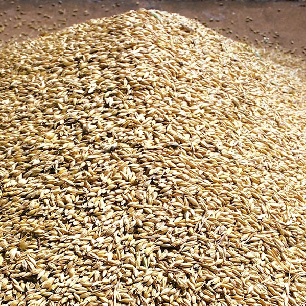 Barley pile