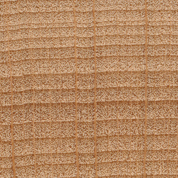 10x zoom of patterns of fagus wood
